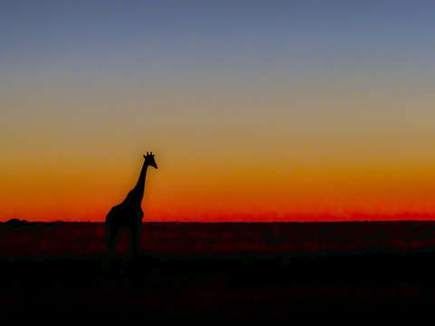 Giraffe in sunset