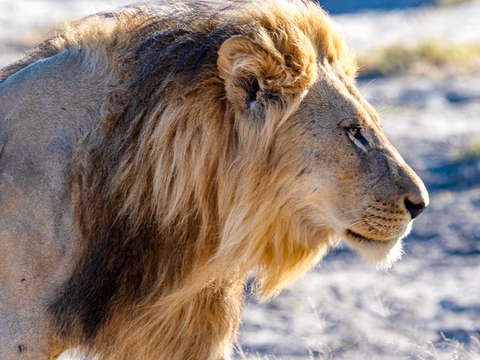 Lion 4
