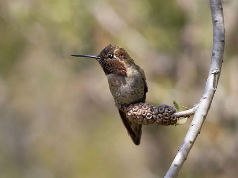 Hummingbird perched 2