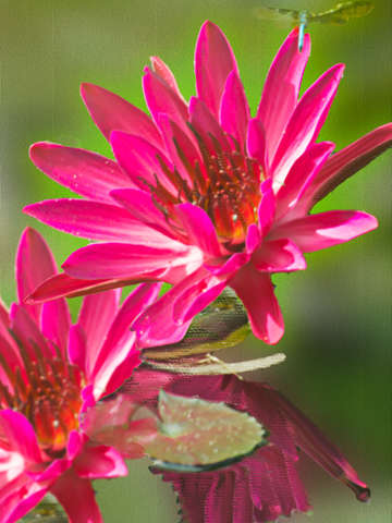 Red lotus digital painting