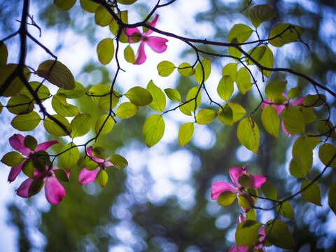 Spring tree flowers
