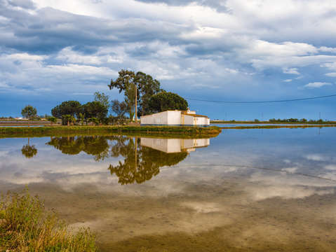 Reflection of rice fields