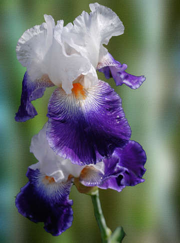 Blue white iris digital painting