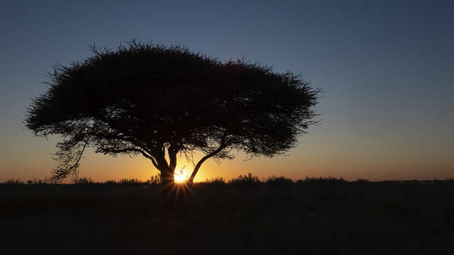 Sunset over acacia tree
