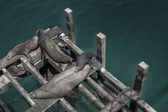 Sea lions sleeping