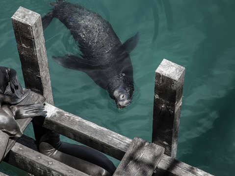 Sea lion swimming