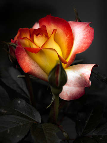 Rose 13