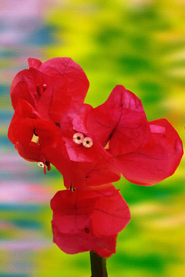 Bougainvillia digital painting