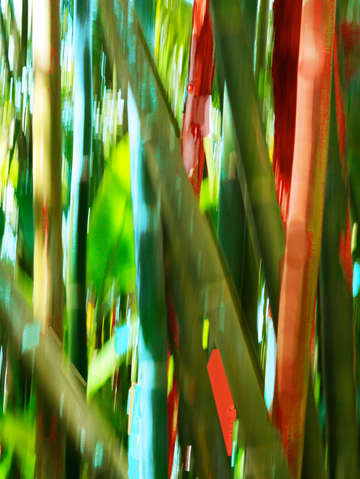 Moving trees 72 bamboo portrait format