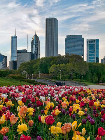 Millennium park 5