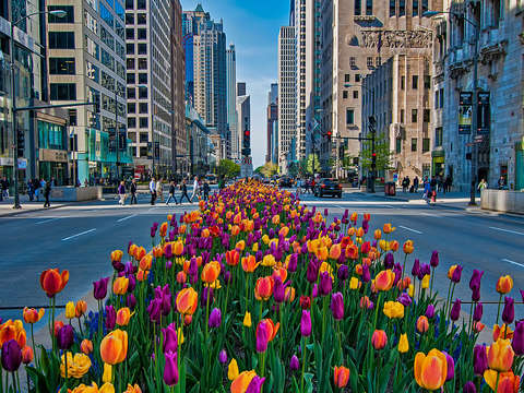 Michigan ave spring 2