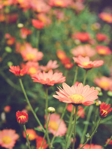 Bohemian summer