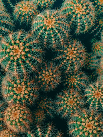 Cactus study 1