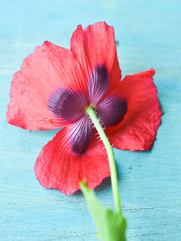 Poppy 5