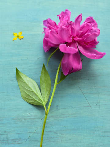 Peony 7