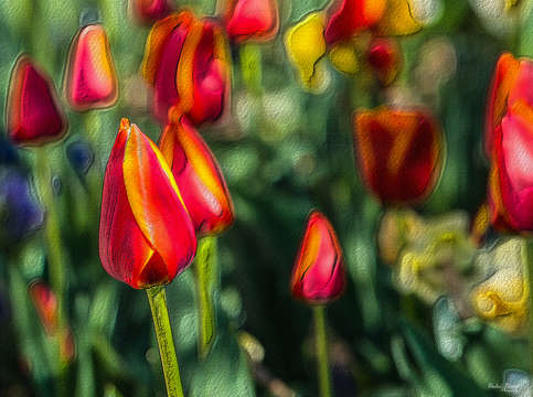 Tulip garden textured