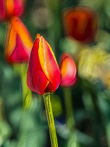 Textured tulip garden