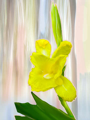 Yellow daffodil digital painting
