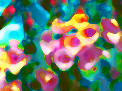 Forward for foxgloves