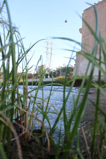 Los angeles river grass