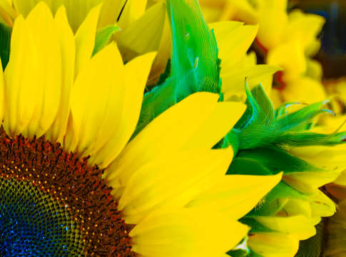 Quarter sunflower digital painting