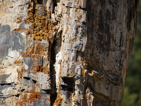 Petrified but not dead