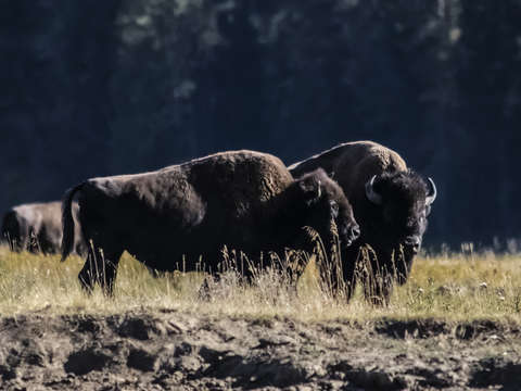 Buffalo love