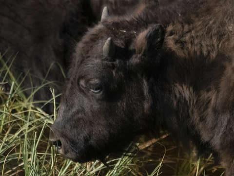 Bison baby