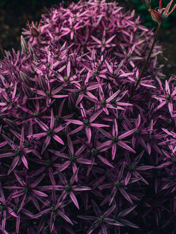 Allium
