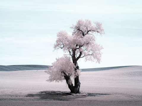 Cottonwood 3 2