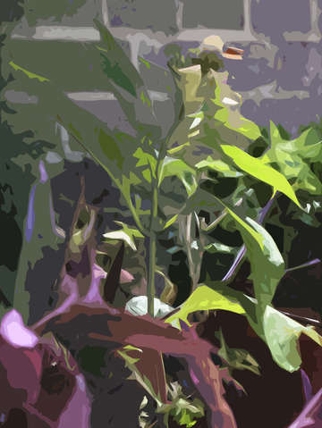 Hydrangea bud