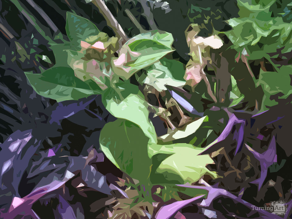 Hydranngea with purple