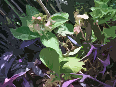 Hydranngea with purple