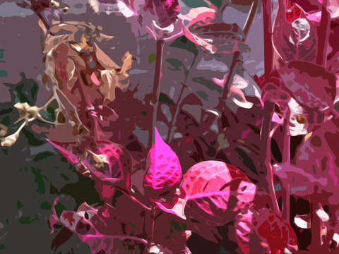 Pink foliage in sunlight