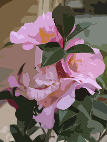 Robyns camellia