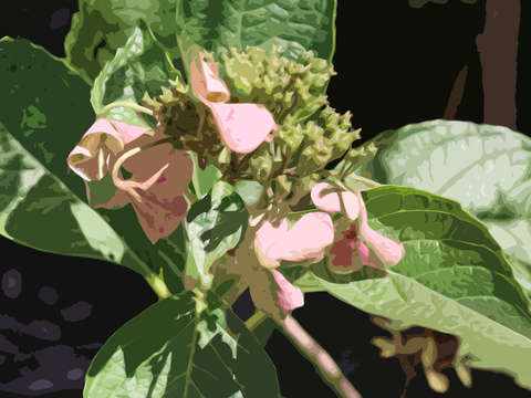 Sunlit hydrangea bud