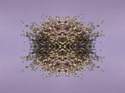 Cherry blossom 7