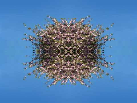 Cherry blossom 8