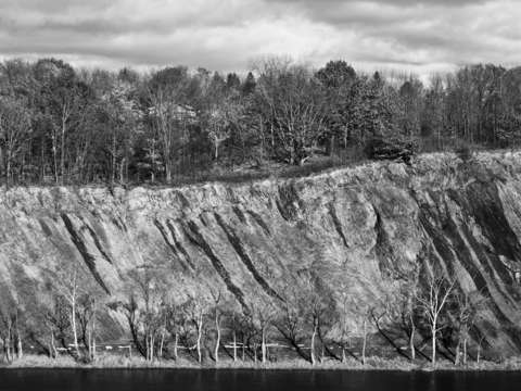 Trees 1