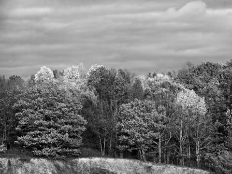 Trees 2 2