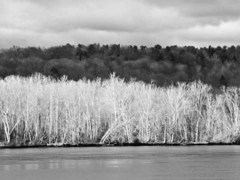 Trees 3 2