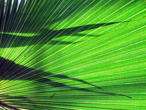 Green glow