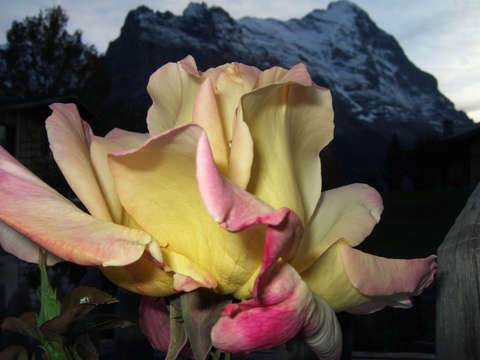 Switzerland mountain rose