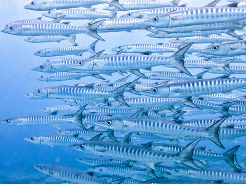 Be my shoal mate