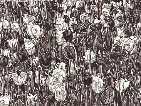 Tulip fever ii