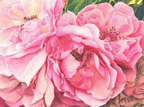 Roses roses