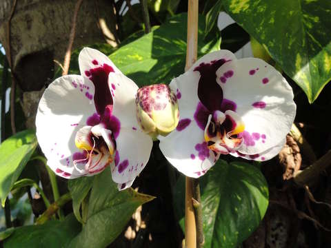 Orchid mornings ii