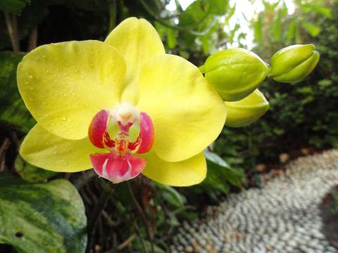 Orchid mornings ii 2