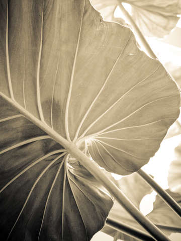 Alocasia elephant ear study 1
