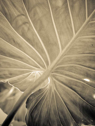 Alocasia elephant ear study 2